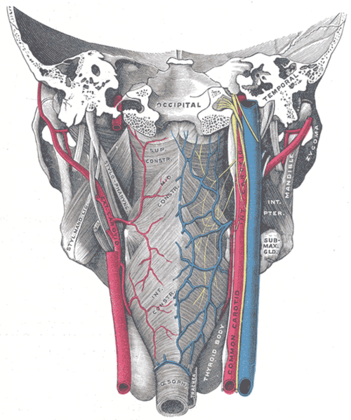 Posterior view of the pharyngeal constrictors with the internal carotid arteries, internal jugular veins and the vagus, glossopharyngeal and sympathetic nerves on each side