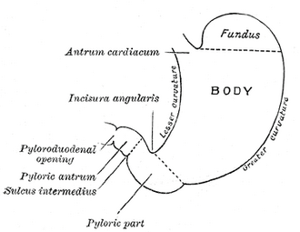 Diagram of the stomach labelling fundus, body, lesser and greater curvatures, angular incisure and pyloric part