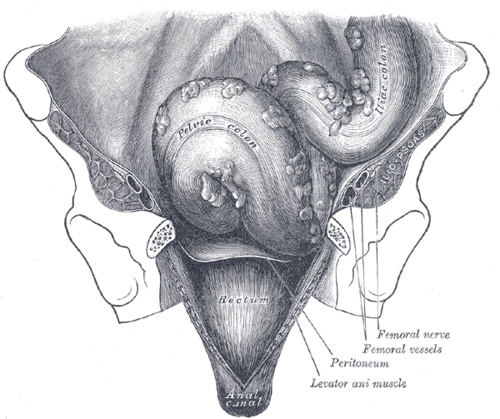 Anterior view of the sigmoid colon and rectum after removal of the pubic bones and bladder, with levator ani and the peritoneal reflection