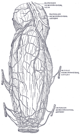 Posterior view of the rectum showing the superior, middle and inferior rectal (hemorrhoidal) arteries and veins