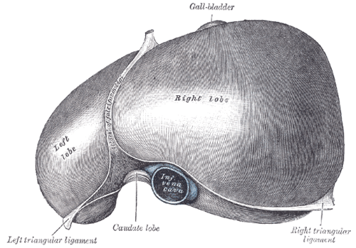 Liver seen from above showing right and left lobes, falciform ligament and inferior vena cava