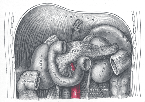 The duodenal C-loop around the head of the pancreas with surrounding viscera