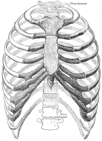 Anterior view of the bony thoracic cage