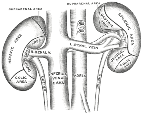 Diagram of both kidneys marking the hepatic, duodenal, colic, gastric, splenic, pancreatic and jejunal contact areas