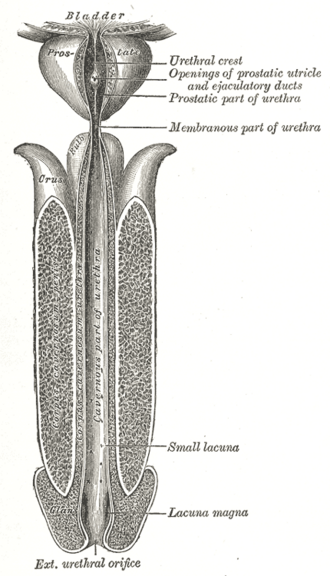 Male urethra opened from the bladder to the external orifice showing the prostatic part with the urethral crest and ejaculatory duct openings, the membranous part and the spongy part