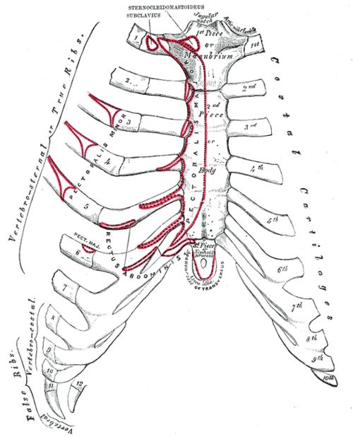 Anterior view of the sternum and costal cartilages with muscle attachments