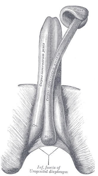 Penis with the corpus spongiosum separated from the corpora cavernosa, showing the glans, crura and bulb