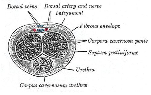 Transverse section of the penis showing the two corpora cavernosa, the corpus spongiosum with the urethra, the fibrous envelope and the dorsal vessels and nerves