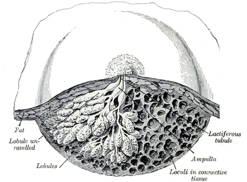 The breast dissected to show its lobules, lactiferous ducts and ampullae converging on the nipple, embedded in fat and connective tissue