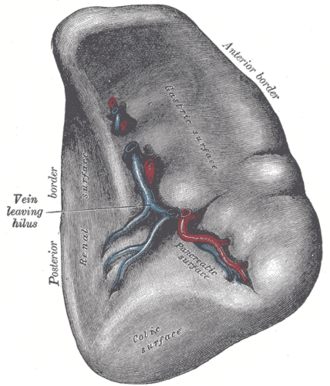 Visceral surface of the spleen with its gastric, renal and colic impressions and the splenic vessels at the hilum