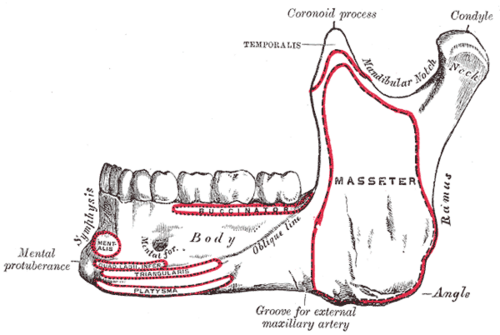 Lateral view of the mandible showing the body, ramus, angle, coronoid process, condyle, mandibular notch and mental foramen, with muscle attachments outlined