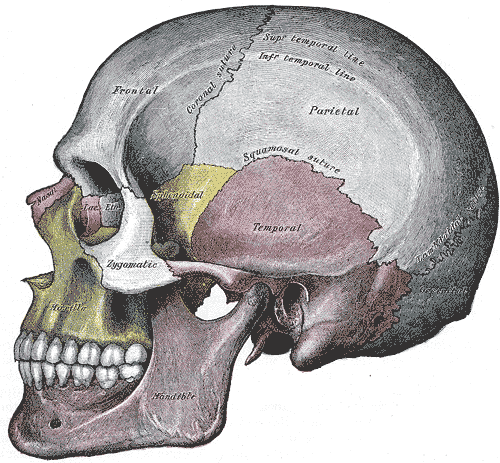 Lateral view of the skull with the frontal, parietal, temporal, sphenoid, zygomatic, maxilla and mandible tinted, and the coronal and squamosal sutures