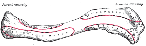 Left clavicle seen from above with muscle attachment areas outlined