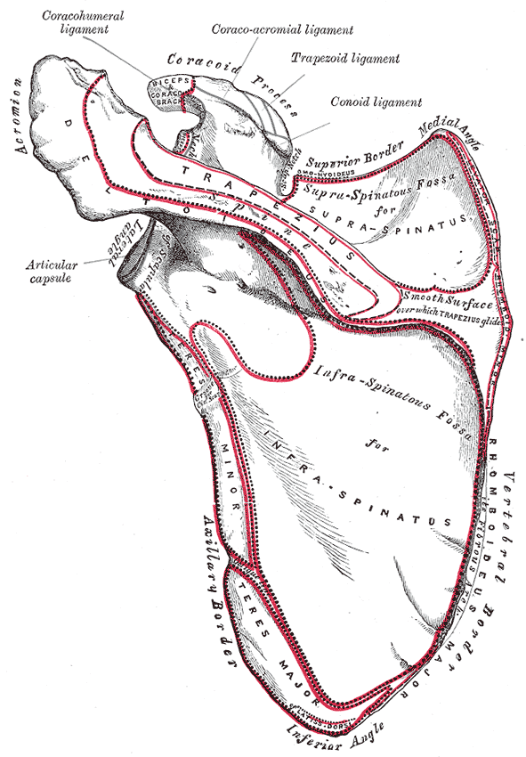 Posterior surface of the left scapula with spine, acromion, fossae and muscle attachments