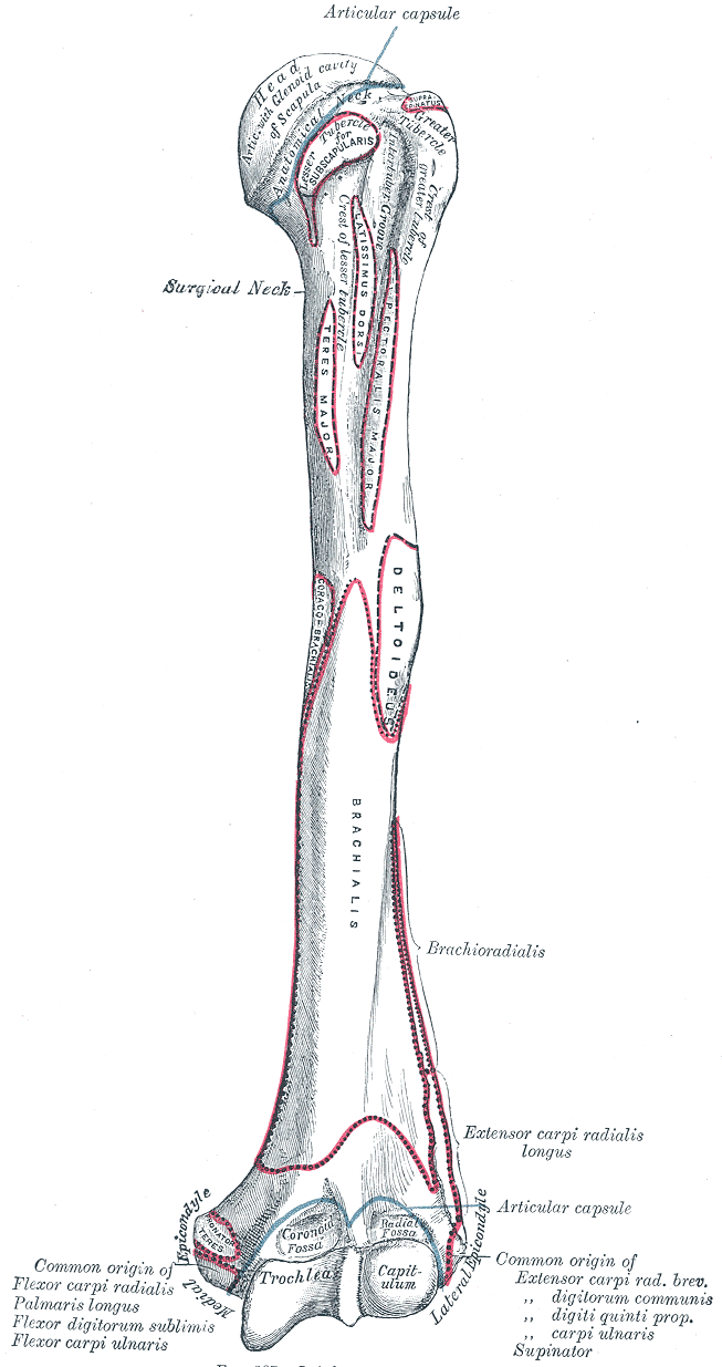 Anterior view of the left humerus with muscle attachments
