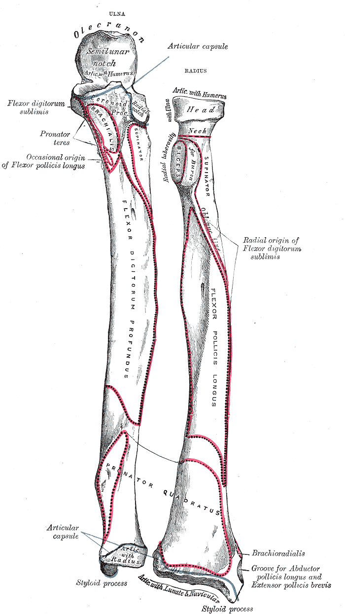Anterior view of the left radius and ulna