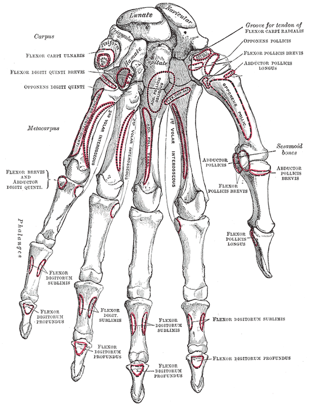 Palmar view of the carpal bones, metacarpals and phalanges of the left hand