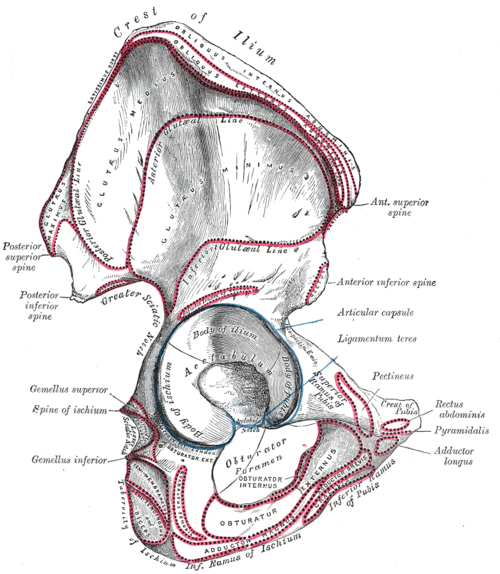 Right hip bone from the lateral side with muscle attachments outlined in red and the acetabulum, obturator foramen, iliac spines and ischial tuberosity labelled