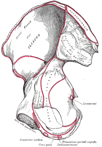 Right hip bone from the medial side showing the iliac fossa, auricular surface for the sacrum and muscle attachments