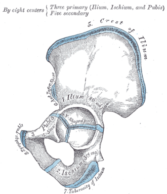 Hip bone showing the three primary centers (ilium, ischium, pubis) meeting at the Y-shaped cartilage in the acetabulum, and the secondary centers in blue