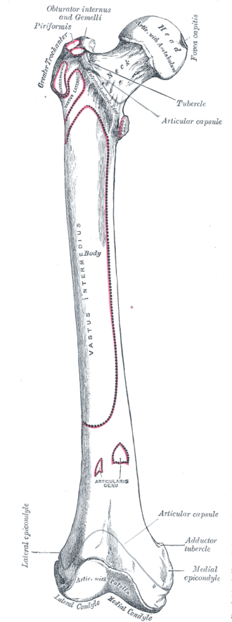 Anterior view of the right femur with muscle attachments outlined in red: head, neck, greater and lesser trochanters, shaft, condyles and adductor tubercle