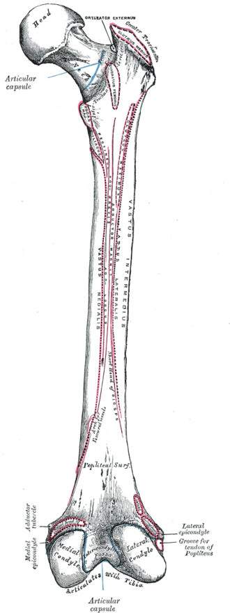 Posterior view of the right femur showing the linea aspera, gluteal tuberosity, intertrochanteric crest and the condyles with muscle attachments