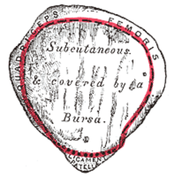 Anterior surface of the right patella with the quadriceps tendon attachment above and the patellar ligament below