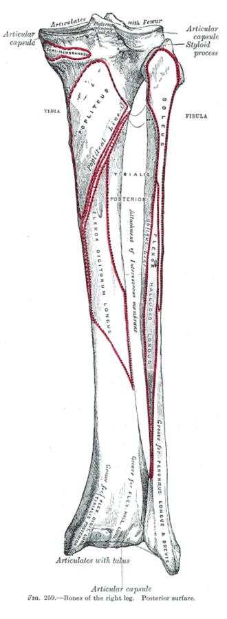 Posterior view of the right tibia and fibula showing the soleal line and muscle attachments