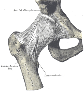 Anterior view of the right hip joint showing the iliofemoral ligament from the anterior inferior iliac spine to the intertrochanteric line