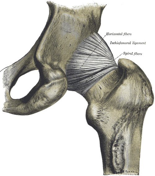 Posterior view of the hip joint showing the ischiofemoral ligament