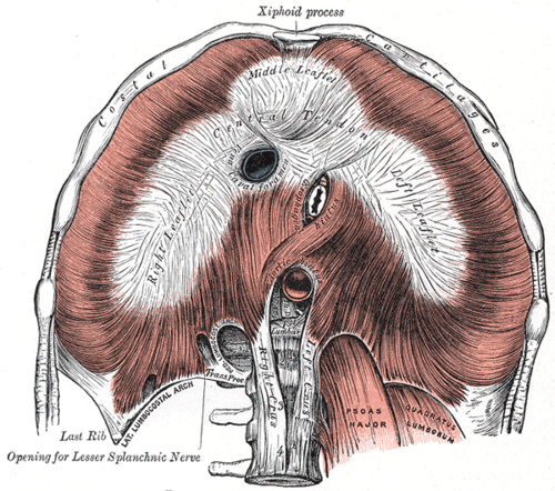 Inferior view of the diaphragm showing the central tendon, crura and openings