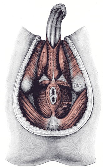 Male perineum from below showing bulbospongiosus, ischiocavernosus, the transverse perineal muscles, levator ani and the external anal sphincter