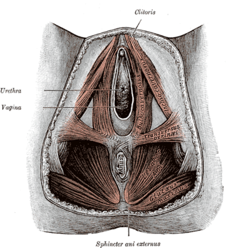 Female perineum from below showing the clitoris, urethral and vaginal orifices, bulbospongiosus, ischiocavernosus, levator ani and the external anal sphincter