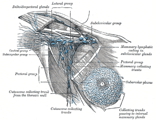 Lymphatic vessels of the breast draining to the axillary lymph node groups (pectoral, central, lateral, subscapular and subclavicular)