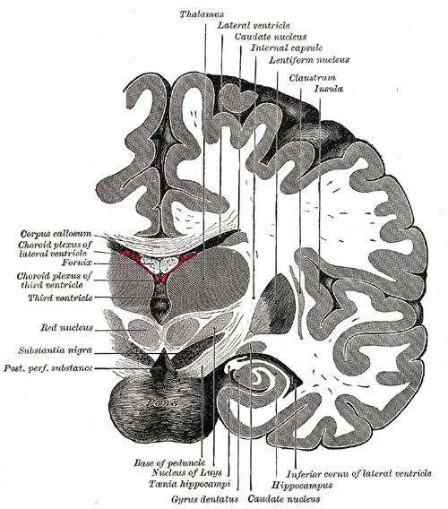 Coronal section showing the thalamus, internal capsule, lentiform and caudate nuclei, red nucleus, substantia nigra, cerebral peduncle and hippocampus