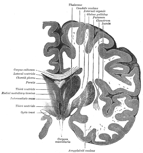 Coronal section showing the thalamus, caudate nucleus, internal capsule, putamen, globus pallidus, claustrum, third ventricle, mammillary bodies and amygdala
