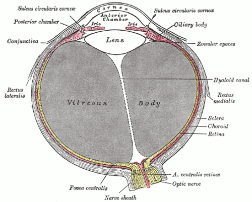 Horizontal section of the eyeball showing the cornea, anterior and posterior chambers, iris, ciliary body, lens, vitreous body, sclera, choroid, retina, fovea centralis and optic nerve