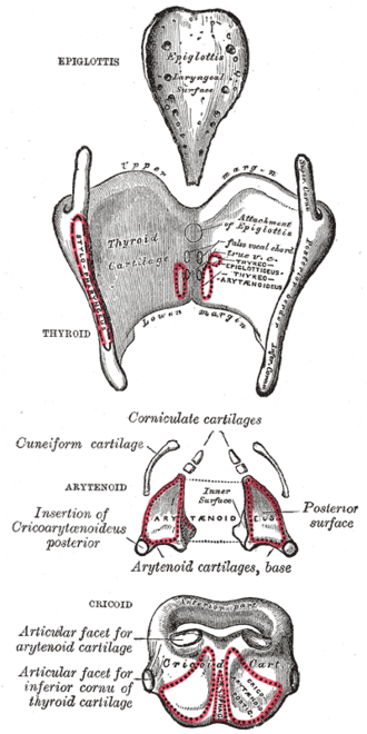 The epiglottis, thyroid, arytenoid, corniculate, cuneiform and cricoid cartilages shown separately from behind, with muscle attachments