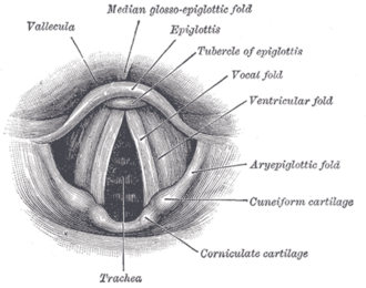 View from above of the vocal and ventricular folds, epiglottis, vallecula, aryepiglottic folds and the cuneiform and corniculate cartilages, with the trachea visible through the glottis