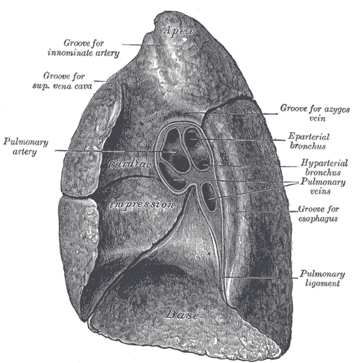Medial surface of the right lung showing the hilum and impressions